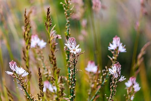 Messina Province-Caronia Wild flowers in a field near the medieval town of Caronia Art Print